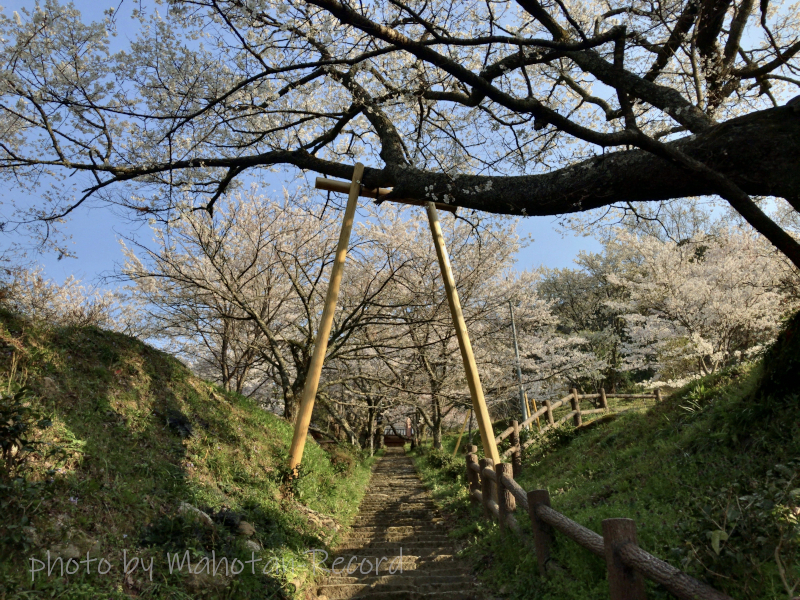 石段と桜①