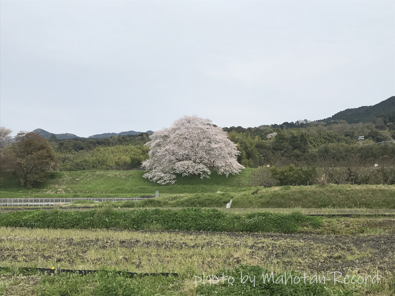 幾坂池の一本桜①