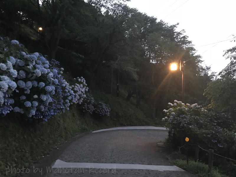 日暮れの紫陽花②